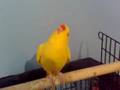 Maddy the Yellow Ringneck Clucking