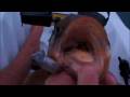 videos de Scuba's Calico Session