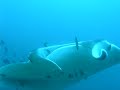 Mantas At Maldives