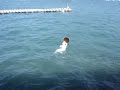 Toba - Diving for Oysters Toba - Diving for Oysters