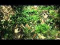 Audi R8 - Footsteps Audi R8 - Footsteps