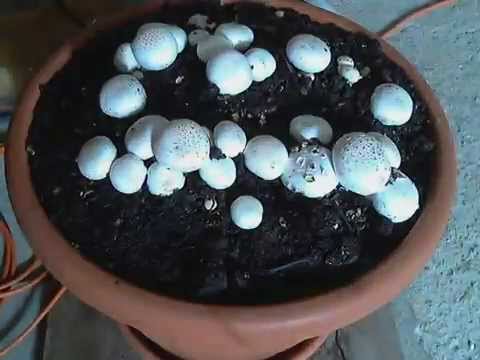 how to grow agaricus bisporus