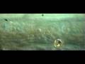 Margination and Rolling of Hematopoeitic Progenitors in the