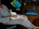 leven van een kat