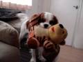 videos de love cavalier king charles spaniel
