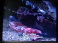 enkele indrukwekkende dieren (weird nature BBC)