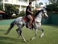 MangaLarga Marchador Paulista