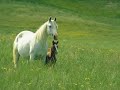 stop horse cruelty!