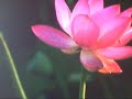The Lotus Flowers 2