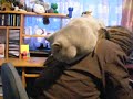 Cat eats dredy ;) Cat eats dredy ;)