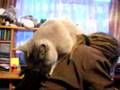 Cat eats dredy ;)