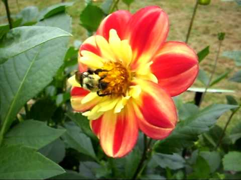 dahlia grey