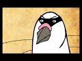 The Masked Pigeon