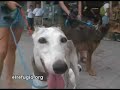 14 perros abandonados desalojados de La Barceloneta