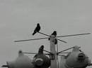 Tony Lau's Purple Martins