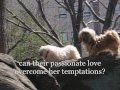 Wuthering Heights Animal Trailer Lola Munchkin Chinky-poo