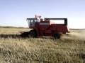 Combining Canola