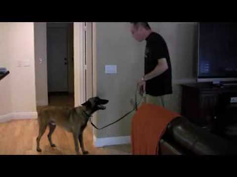 Belgian Malinois