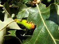 Antheraea pernyi 5th instar