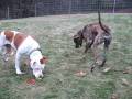 videos de Pibbles and Their Squeaky Balls!