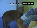 Staring Cat Staring Cat