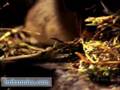 Pika (Britannica.com)