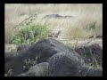 Palomas Huilotas