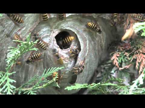 how to locate european wasp nest