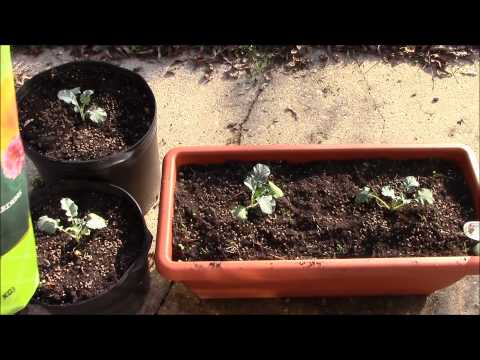 how to transplant broccoli seedlings