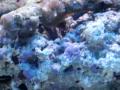 videos de Marine Tank