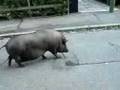 Pig in Malmö