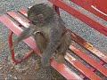 Monkey Park Kyoto, Japan