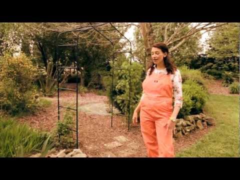 how to replant dahlias