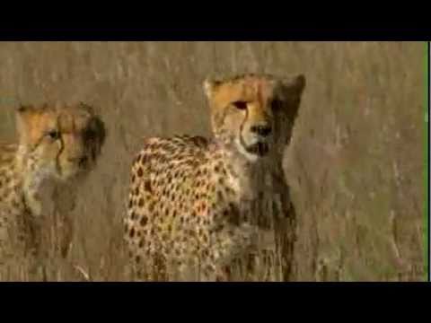gepard