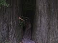 REDWOOD FOREST dance REDWOOD FOREST dance