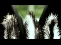 Furry Vengeance (2010) Official Trailer HD - YouTube