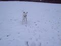Sammy Dog eats snowballs