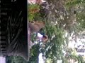 Cool squirrel eating french fries from the trash Cool squirrel eating french fries from the trash