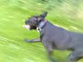 Staffie running in Muswell Hill park Staffie running in Muswell Hill park