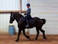 Kay & Duke the 03 Percheron Training at Trot 040107