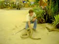 Playing with a KING COBRA!