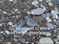 Archelon - Hatchling goes to the sea! Archelon - Hatchling goes to the sea!