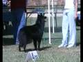Belgian Groenendael -Samba- on show