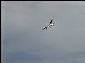 Old model airplane action clips