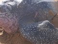 Leatherback schildpad in Matapica Suriname 3