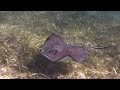 Click here to watch this video Snorkeling with southern stingrays @ Caye Caulker, Belize