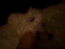 west terrie my puupy