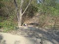 Canatara Bike Jumps Canatara Bike Jumps
