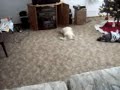 Chihuahua Shark Laugh