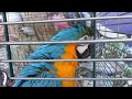 Анапский говорящий попугай "Ара".